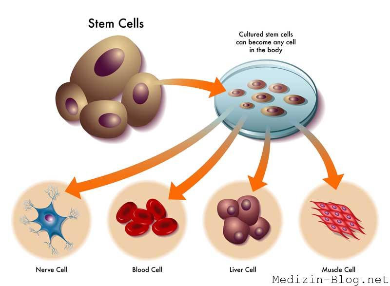 Stammzellen