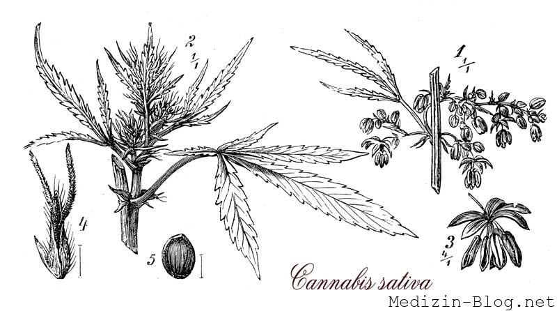 cannabispflanze-heilpflanze
