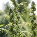 CBD-Blueten
