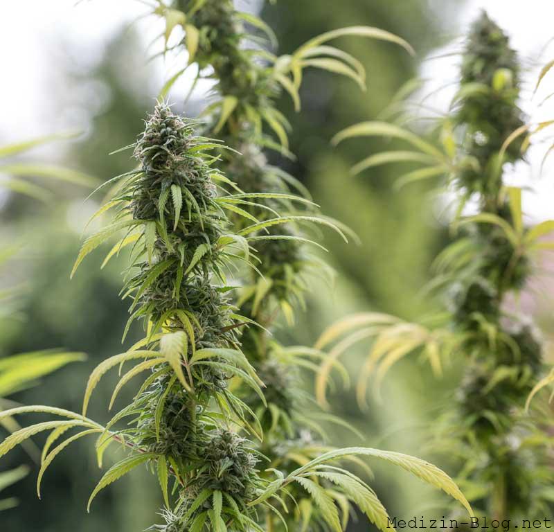 CBD-Blueten