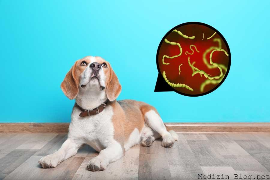 Würmer Bei Hunden Auf Menschen übertragbar medizin-blog.net
