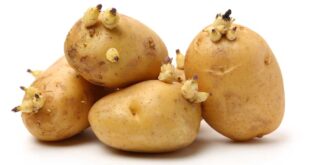 kartoffeln-mit-trieben