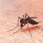 Dengue-Fieber