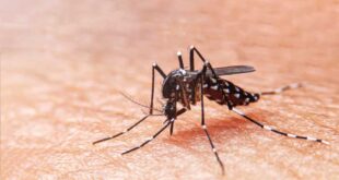 Dengue-Fieber