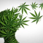 cannabis-psychose
