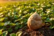 sind kartoffeln gesund