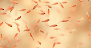 Wie lange überleben Spermien