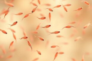 Wie lange überleben Spermien