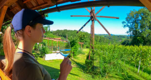 Wein-aus-der-Steiermark